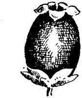 PLF196B.TIF
