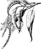 PLF196A.TIF