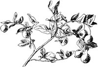 PLF195O.TIF