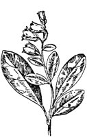 PLF195N.TIF