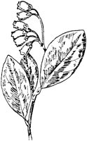 PLF195L.TIF