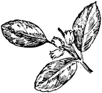 PLF195I.TIF