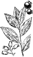 PLF195G.TIF