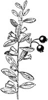 PLF195F.TIF