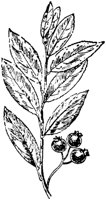 PLF195E.TIF