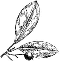 PLF195D.TIF