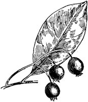 PLF195C.TIF