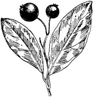 PLF195B.TIF
