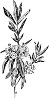 PLF194F.TIF