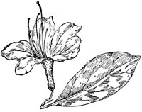 PLF193H.TIF