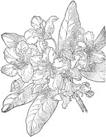 PLF193G.TIF