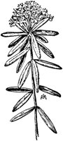 PLF193C.TIF