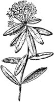 PLF193B.TIF