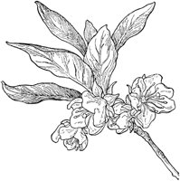 PLF193A.TIF