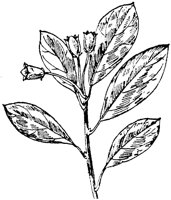 PLF192H.TIF