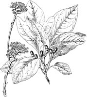 PLF191E.TIF