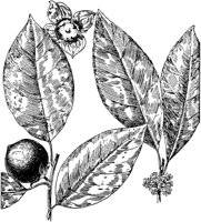 PLF191D.TIF