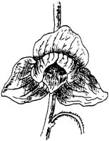 PLF191C.TIF