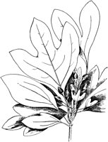 PLF191A.TIF
