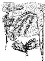 PLF190D.TIF