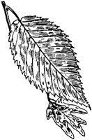 PLF189F.TIF
