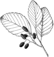 PLF189D.TIF