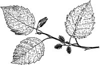 PLF189C.TIF