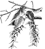 PLF189B.TIF
