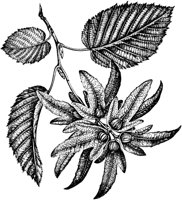 PLF189A.TIF