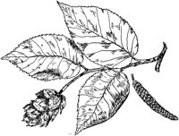 PLF188F.TIF