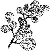 PLF188E.TIF