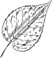 PLF188D.TIF