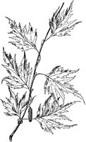 PLF188C.TIF