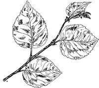 PLF188A.TIF