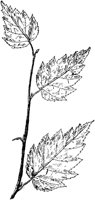 PLF187E.TIF