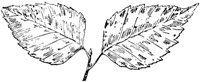 PLF187C.TIF