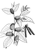 PLF187B.TIF