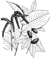 PLF187A.TIF