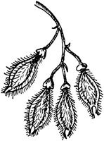 PLF186G.TIF