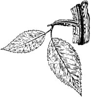 PLF186F.TIF