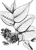 PLF186E.TIF