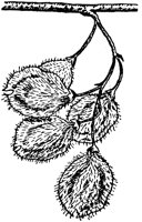 PLF186D.TIF