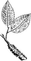 PLF186C.TIF
