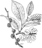 PLF186B.TIF