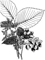 PLF186A.TIF
