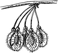 PLF185F.TIF