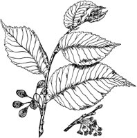 PLF185E.TIF