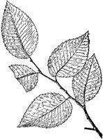 PLF185D.TIF