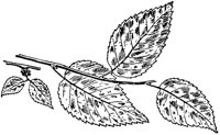 PLF185C.TIF
