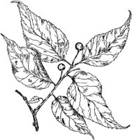 PLF185B.TIF